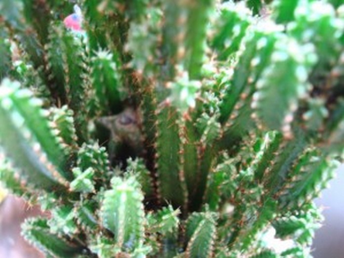 Foto 0 en  - Voy a platicarles de mis Cactus