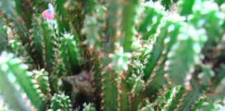 Voy a platicarles de mis Cactus