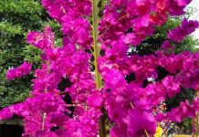 Fiesta de las Palmas