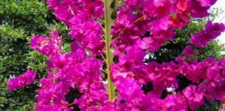 Fiesta de las Palmas