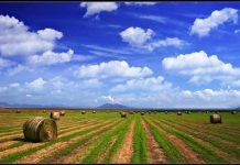 La parábola del sembrador