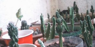 Cactus y suculentas