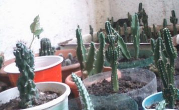 Cactus y suculentas