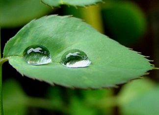 Gotas caprichosas