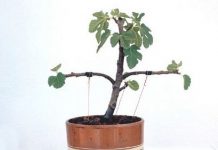 La parábola de la higuera estéril