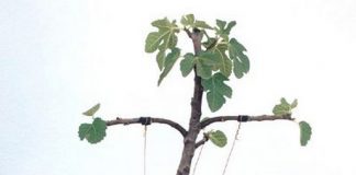 La parábola de la higuera estéril