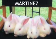 Breve observación sobre los Martínez