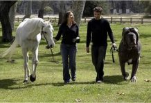 Perro de gran tamaño