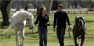 Perro de gran tamaño