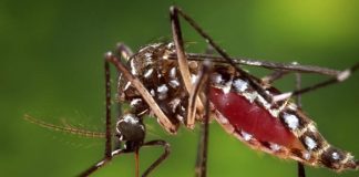 Aedes Aegypti