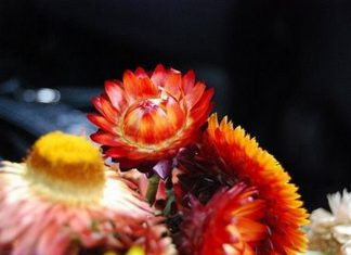 Flores del mercado
