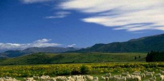 Tragedy of the commons